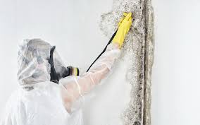 Best Mold Damage Restoration  in Merrionette Park, IL